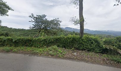 Entre montañas café de especialidad